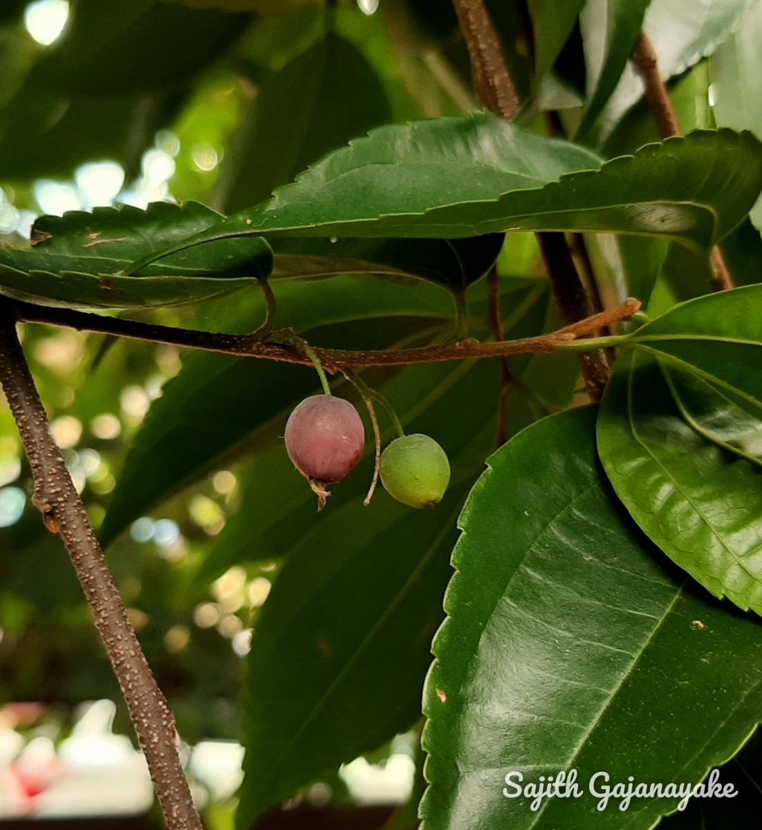 Celtis timorensis Span.